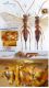 n° 4599 F - dorsal + ventral + Face + Tarse 3 (apex) + Tergites 1 & 2 + latéral + Thorax - Forum bis - lg. 990.jpg