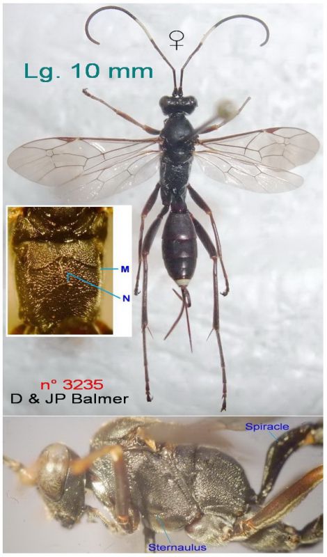 n° 3235 F - dorsal + latéral - M. Schwarz - pour Forum.jpg