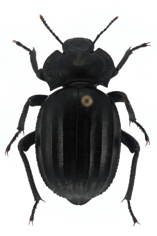 NU2369_Morica grossa copie2.jpg