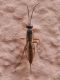 - Braconidae sp. SME Nord 2 X 2018 4961.JPG