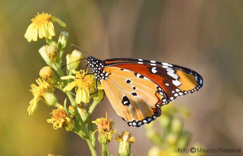 Danaus_chrysippus_Napoli_Fraissinet_Labriola.jpg