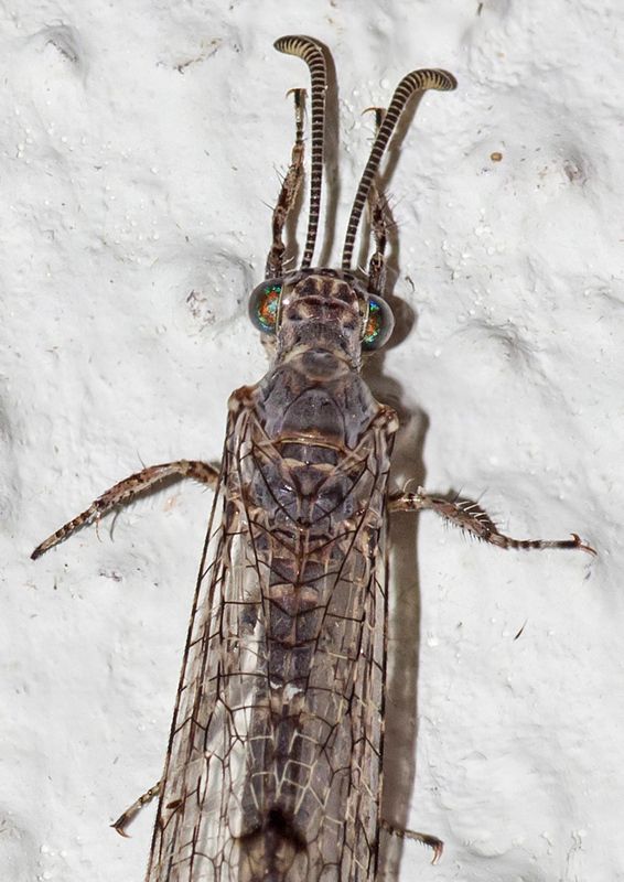 NP75797a[3]-Mierenleeuw unidentified # (Myrmeleontidae sp.).jpg