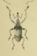 Sternuchopsis magister.jpg
