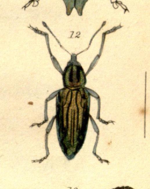 Euryomus elegans   A description of several new species of Insects collected in New Holland by Robert Brown  1818  1.jpg