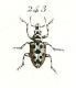 Homoeonychus ornatus  Entomologie ou Histoire naturelle des insectes 25.jpg