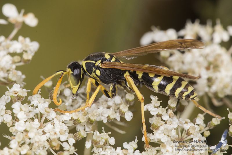 IMG_4288_Polistes_s.JPG