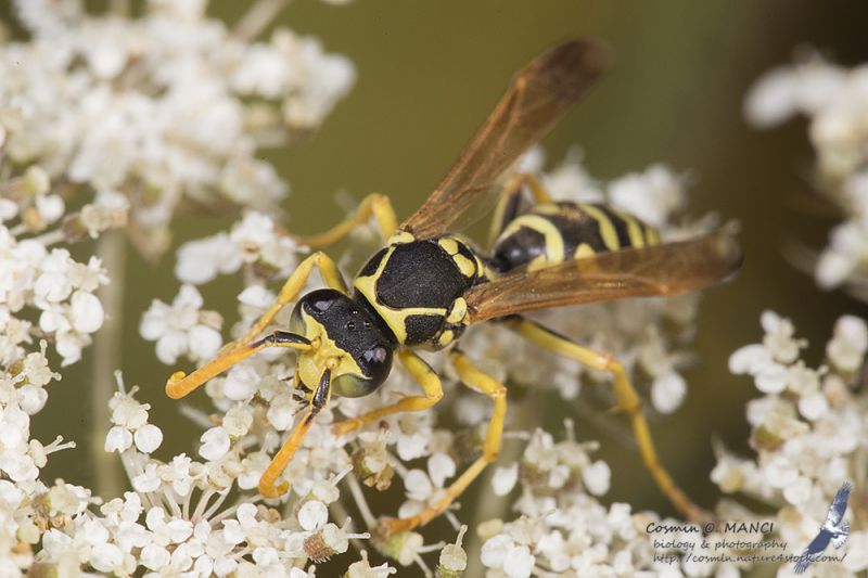 IMG_4289_Polistes_s.jpg