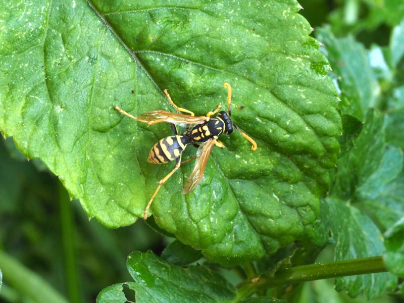 Polistes_gallicus  (2).jpg