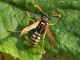 Polistes_gallicus  (3).jpg