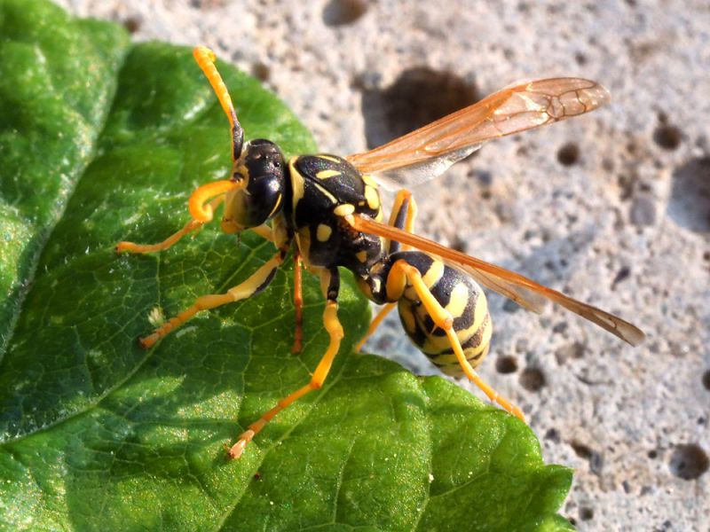 Polistes_gallicus  (1).jpg