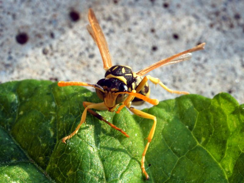 Polistes_gallicus  (4).jpg