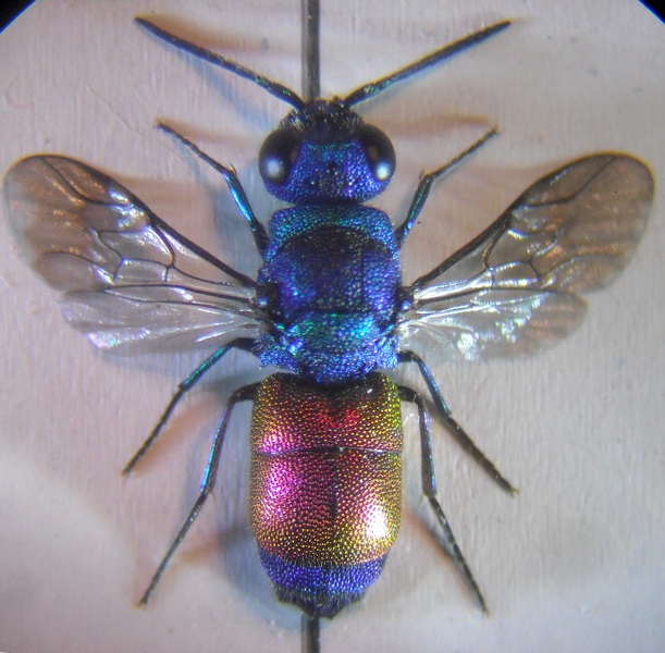 Chrysis 4 004 A.jpg