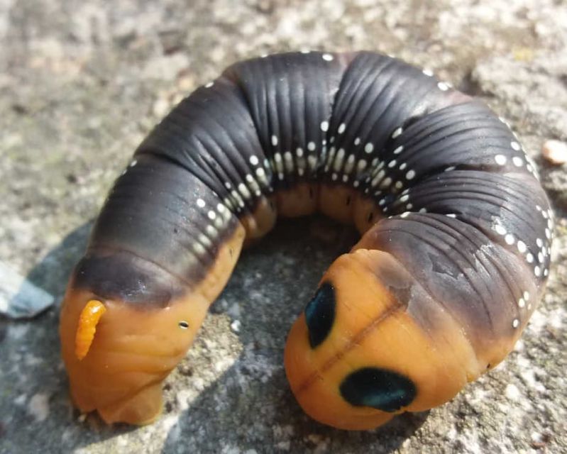 Larva.jpg