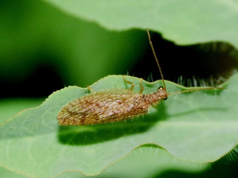 20181013231621_Hemerobiidae fei.JPG