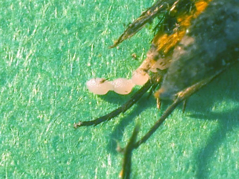 Scythris_sinensis_uova.jpg