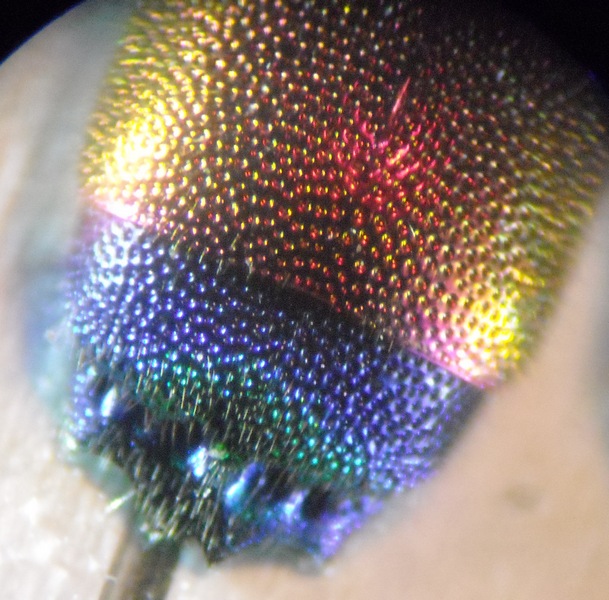 Chrysis 44 003 A.jpg