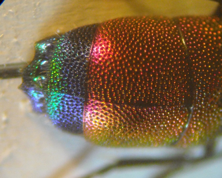 Chrysis 4 006 A.jpg