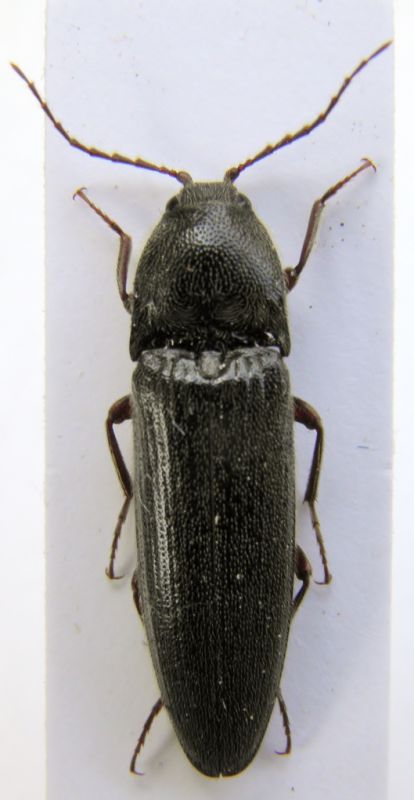 elateridae 001.JPG