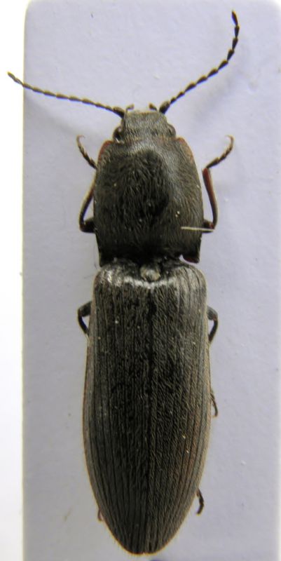 elateridae 003.JPG