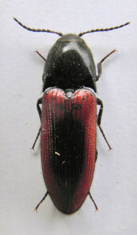 elateridae 004.JPG