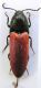 elateridae 009.JPG