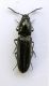 elateridae 011.JPG