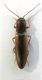 elateridae 014 (2).JPG