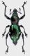 Sphenomorpha-nitidula-F.jpg