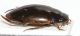 Agabus binotatus OK5.JPG