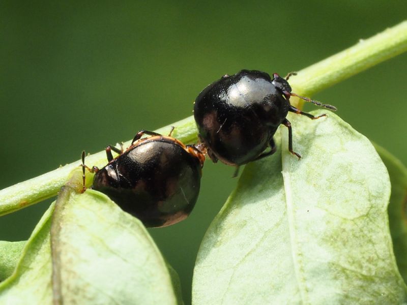 Coptosoma_scutellatum_copula.jpg