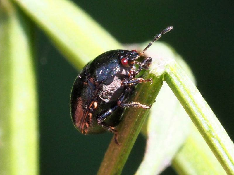 Coptosoma_scutellatum_adulto (1).jpg