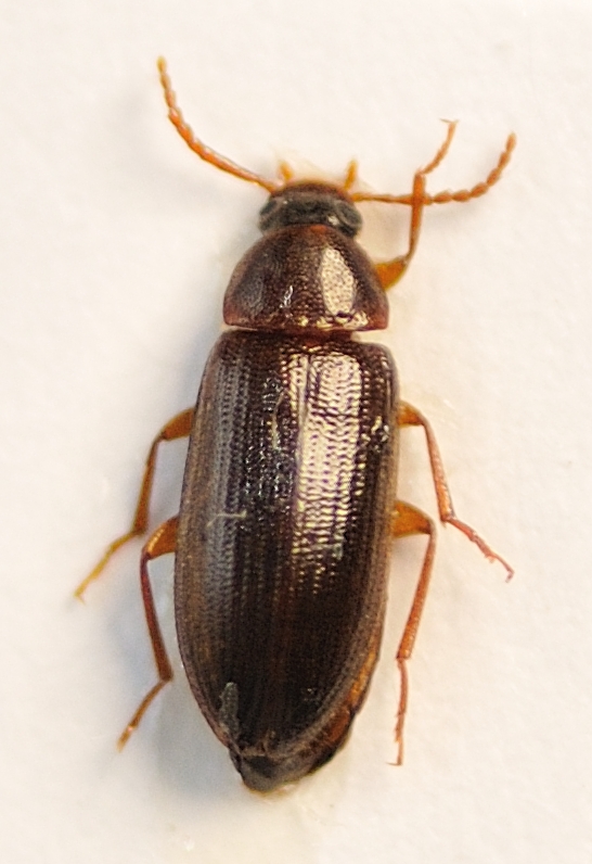 Hymenorus doublieri 1.JPG