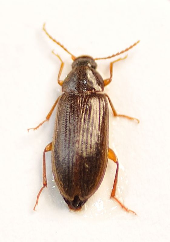 Hymenorus doblieri 2.JPG