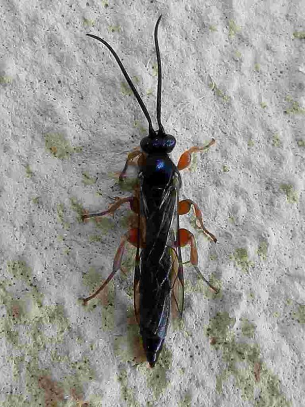 Ichneumonidae SME Nord 22 X 2018 238.JPG