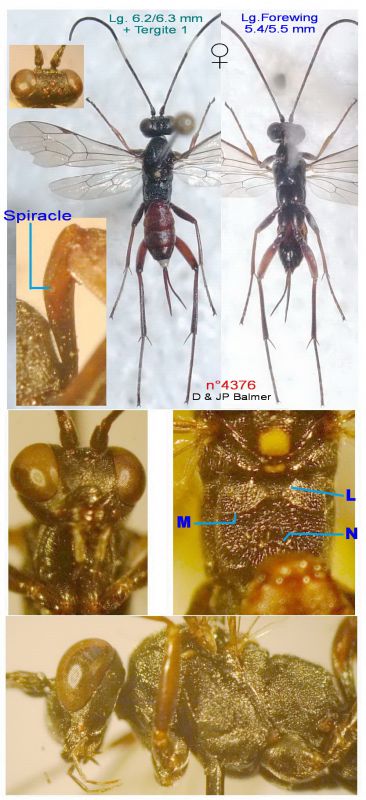 n° 4376 F - dorsal  + ventral - Forum.jpg