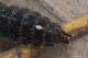 Boyeria cretensis IMG_1117.jpg
