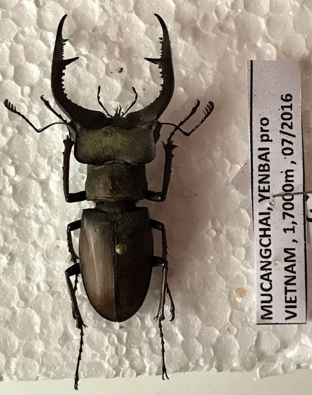 Lucanus-sp.jpg