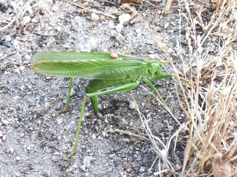 Tettigonia depone.JPG