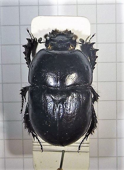 Geotrupes Marocco.jpg