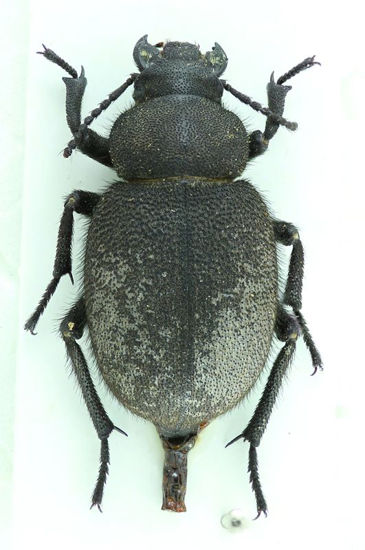 20_Phymatiotris quadricollis.JPG