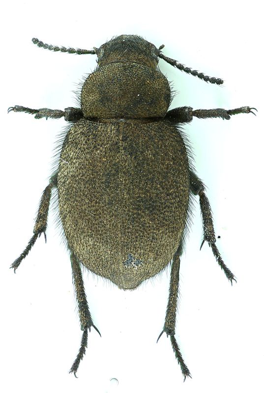 360_Pachyscelis quadricollis.JPG