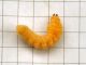 Psacothea_hilaris_2^_larva (2).jpg