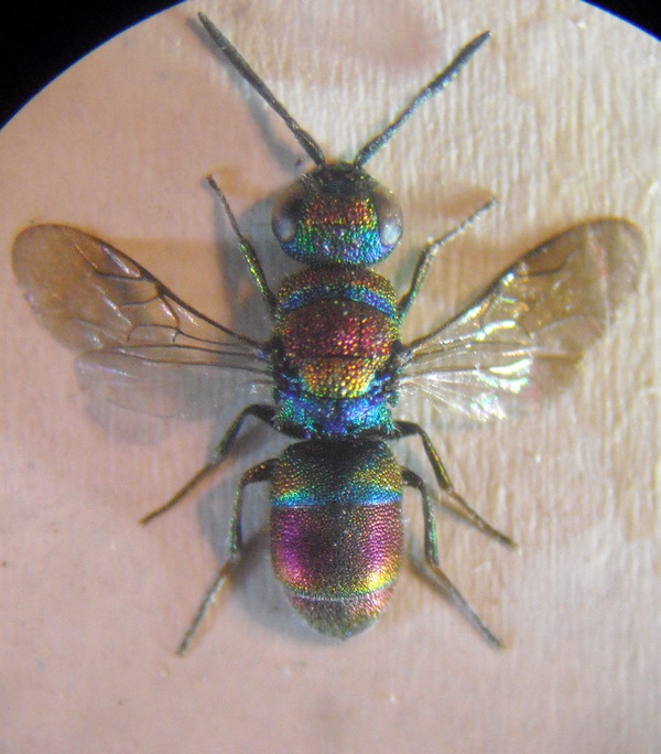 Chrysis 5 002 A.jpg