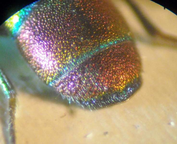 Chrysis 5 006 A.jpg