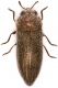 Acmaeodera-Vlachava.jpg