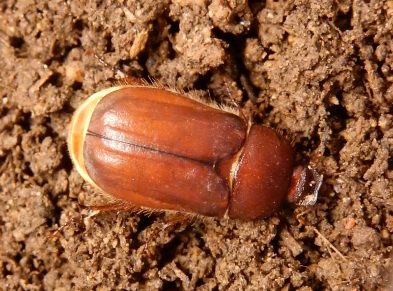 A.scutellare2.jpg