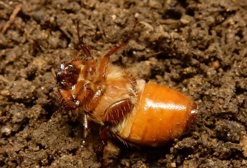 Amphimallon scutellare3.jpg