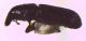 RAPTOR MINOR PROFILE.jpg
