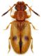 Psammoecus triguttatus Reitter, 1874.jpg