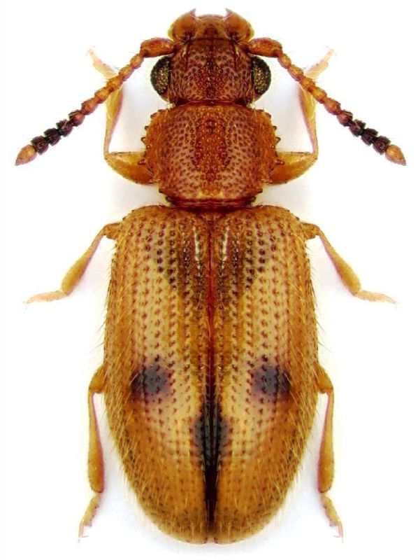 Psammoecus triguttatus Reitter, 1874.jpg